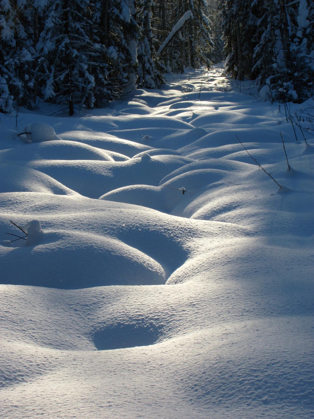 Wo die Bäume knarren ...