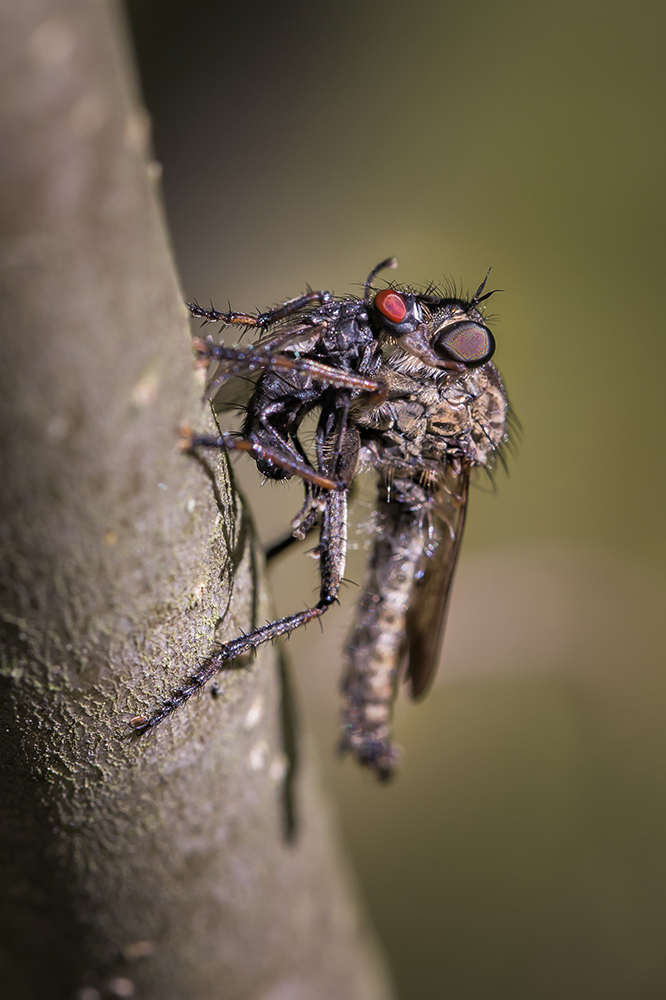 Big Devil - Riesige Raubfliegen