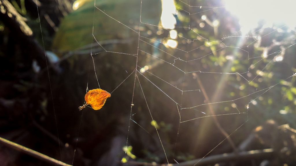 Blatt im Web