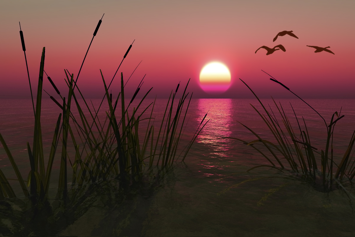 Fliegen Zugvögel ...