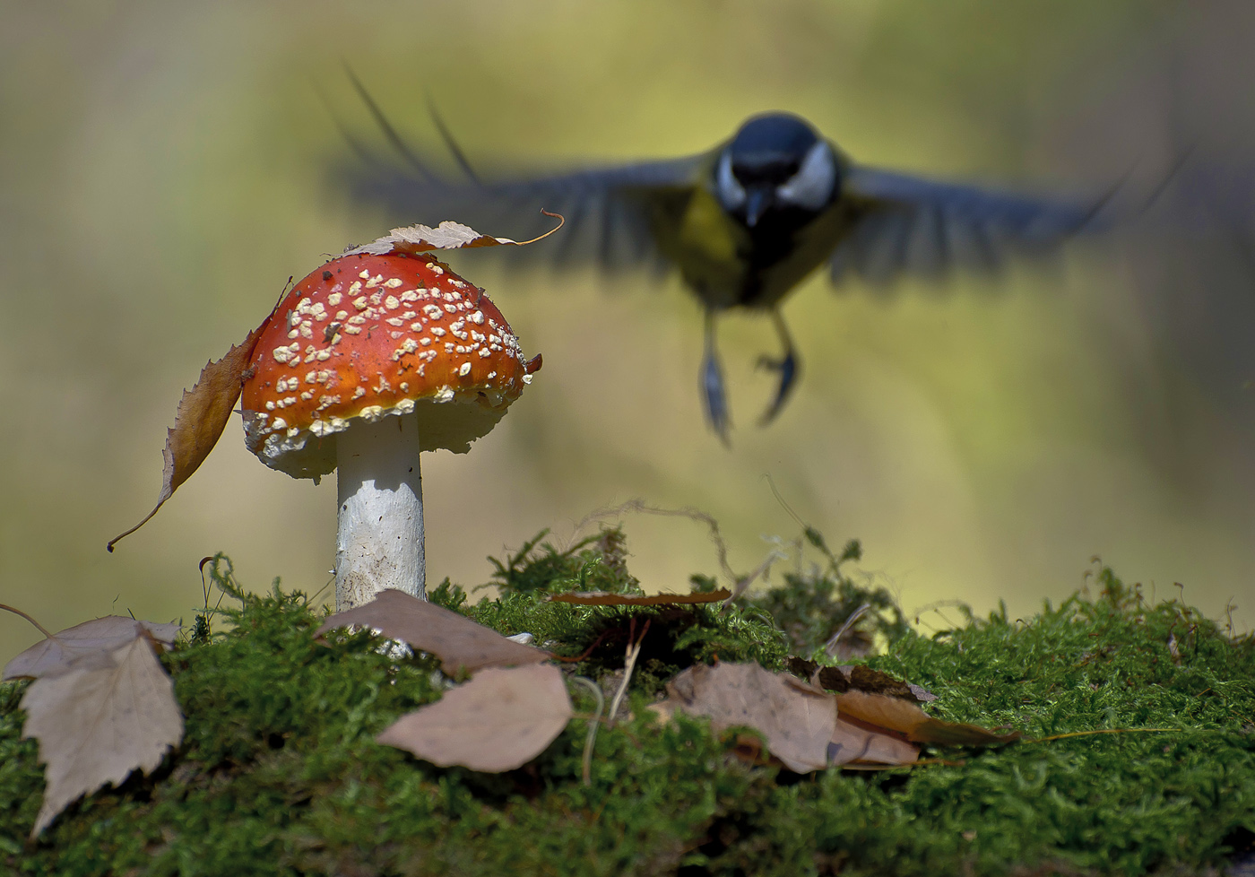 Einer flog über das ...
