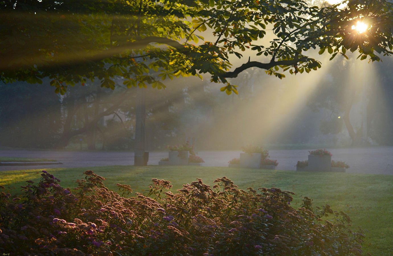 Unter dem Kastanienbaum ....