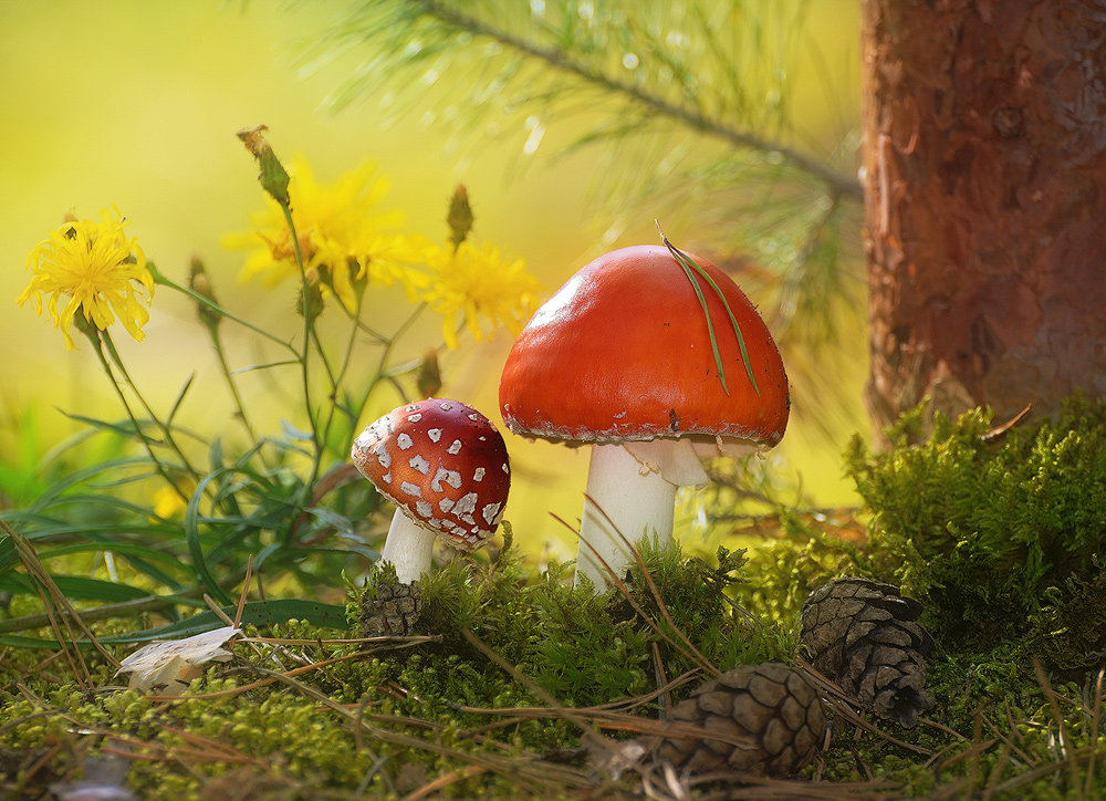 Freckles vom Papst, du, Söhnchen