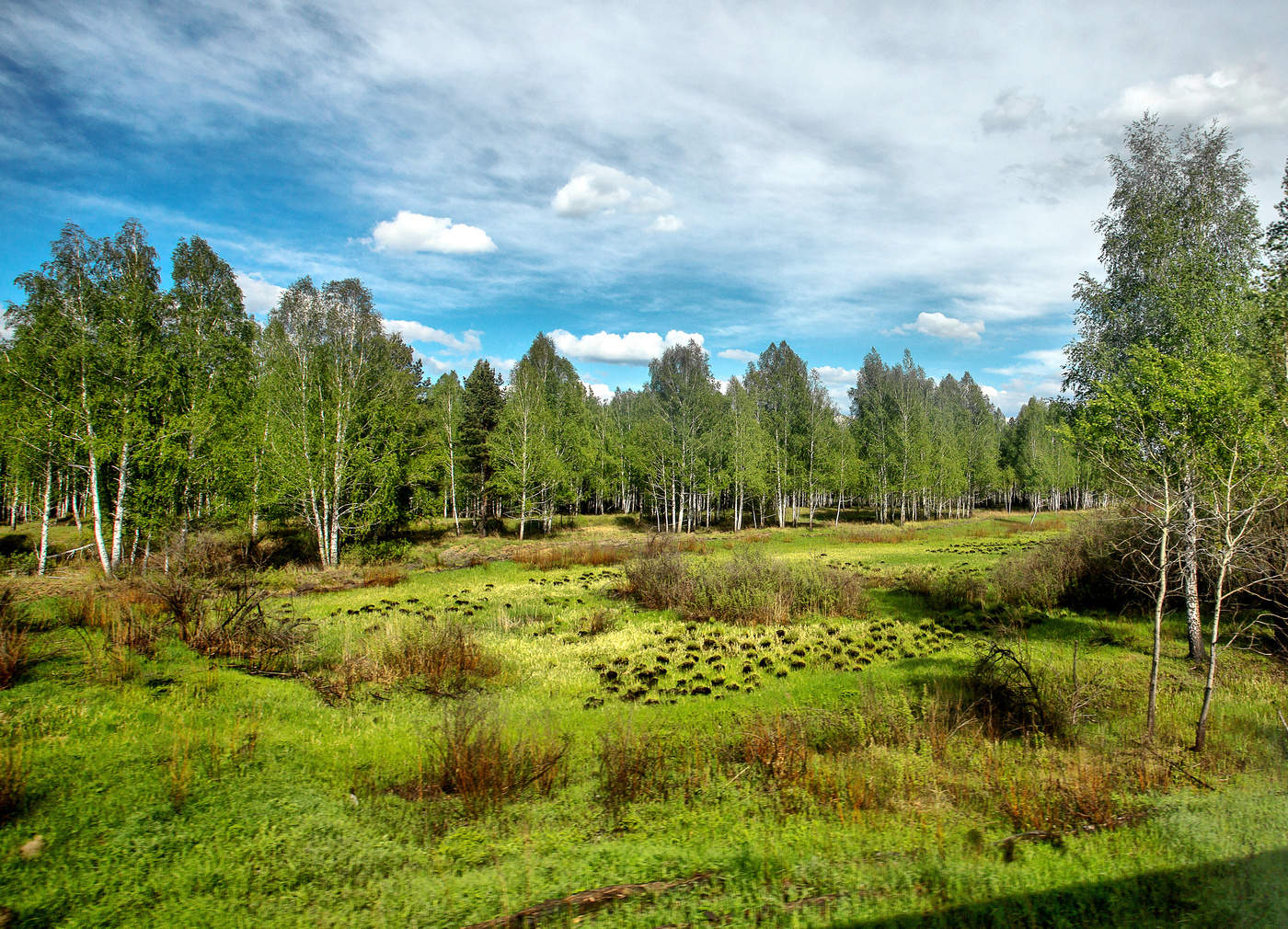 Annäherung an den Wald.
