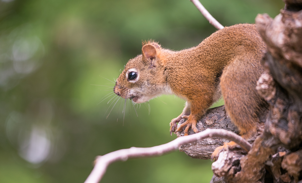 American red squirrel