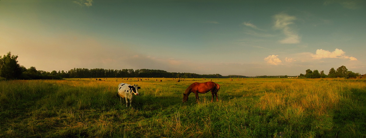 Durch grasen auf der Wiese ...