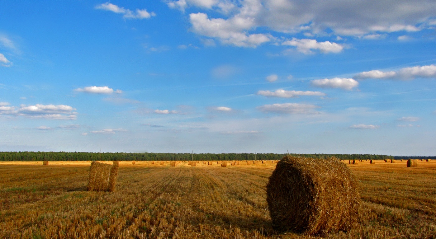 Auf Wiedersehen, August