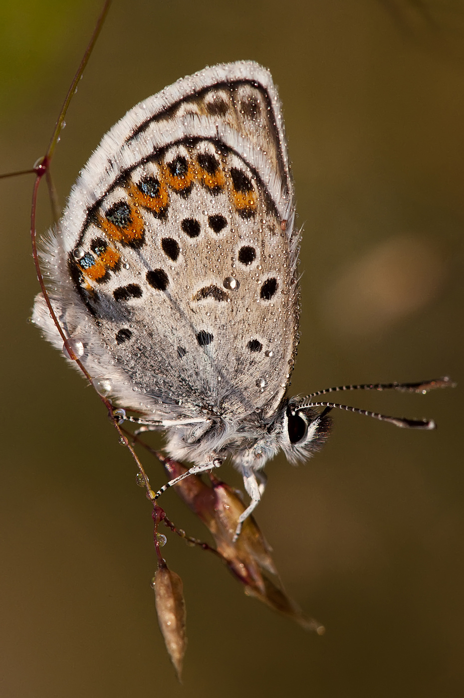 Schmetterling
