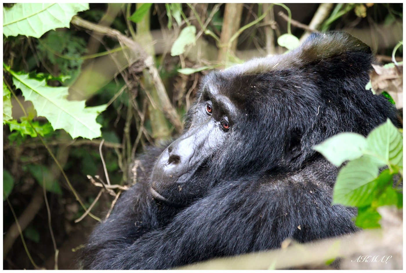 Wir sind das gleiche Blut!