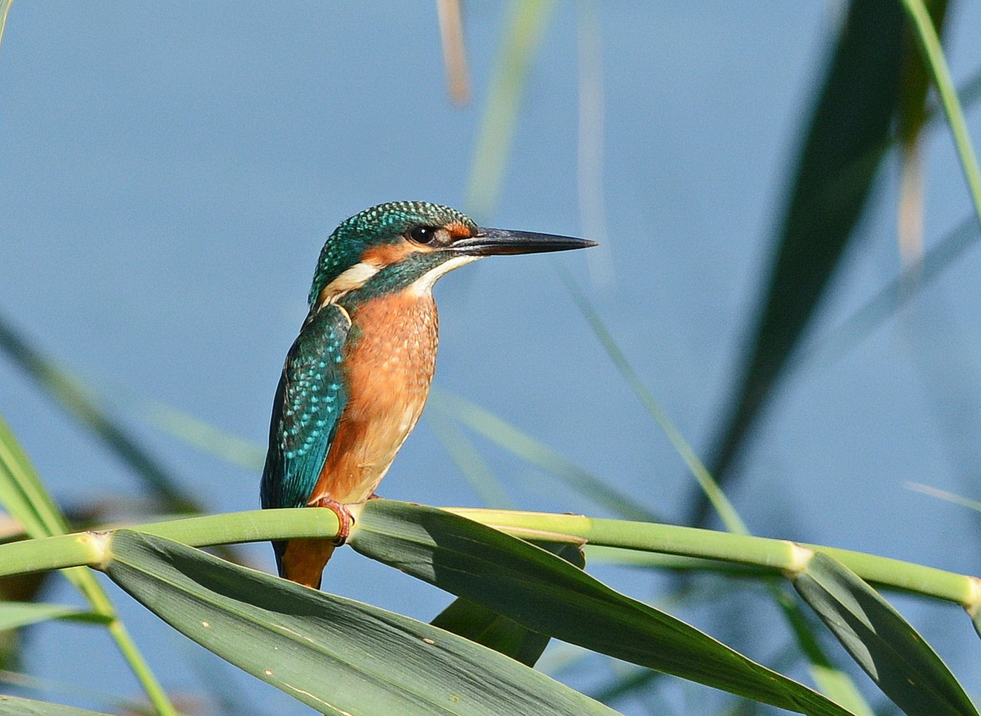 Kingfisher.