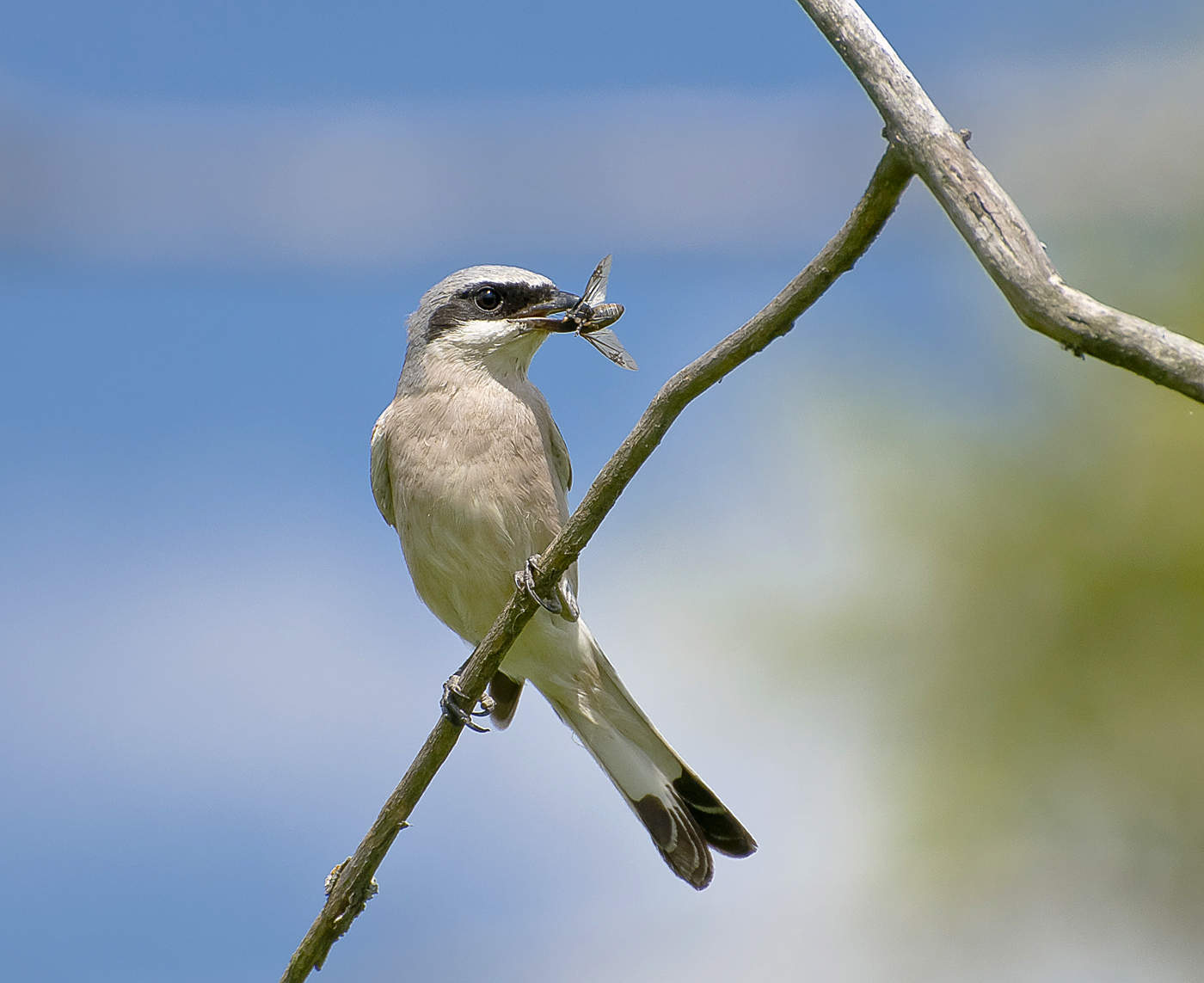 Der Kämpfer fliegt.