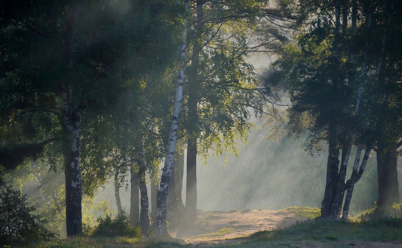 Zwischen den Birken und Kiefern ....