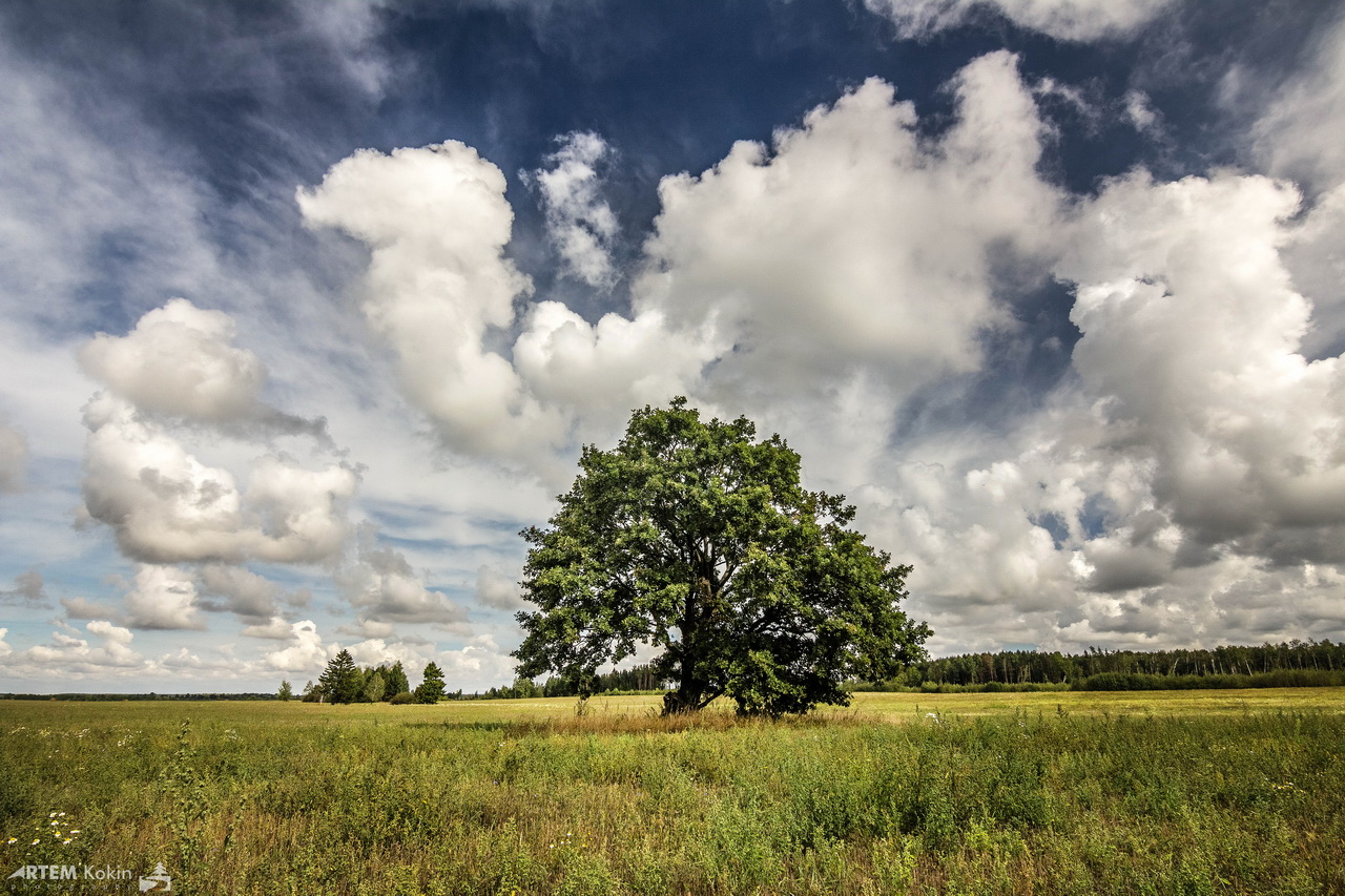 Meine Lieblingseiche