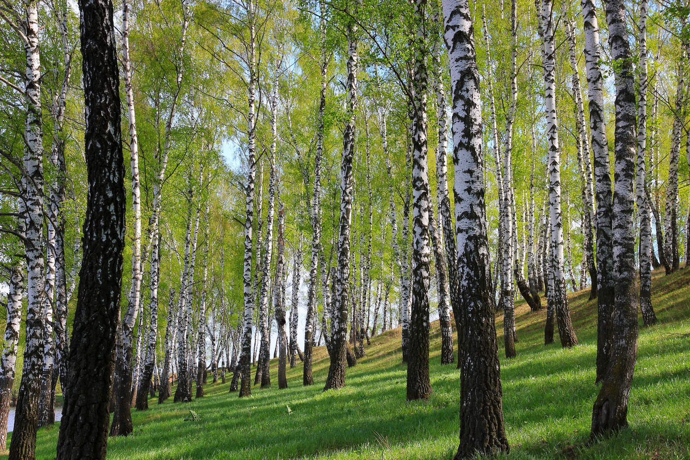 Birch Grove.