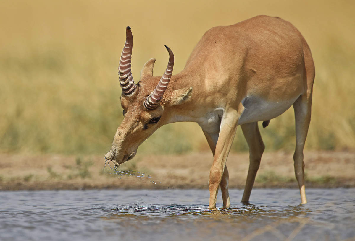 "Auch ich hatte einen Drink!"