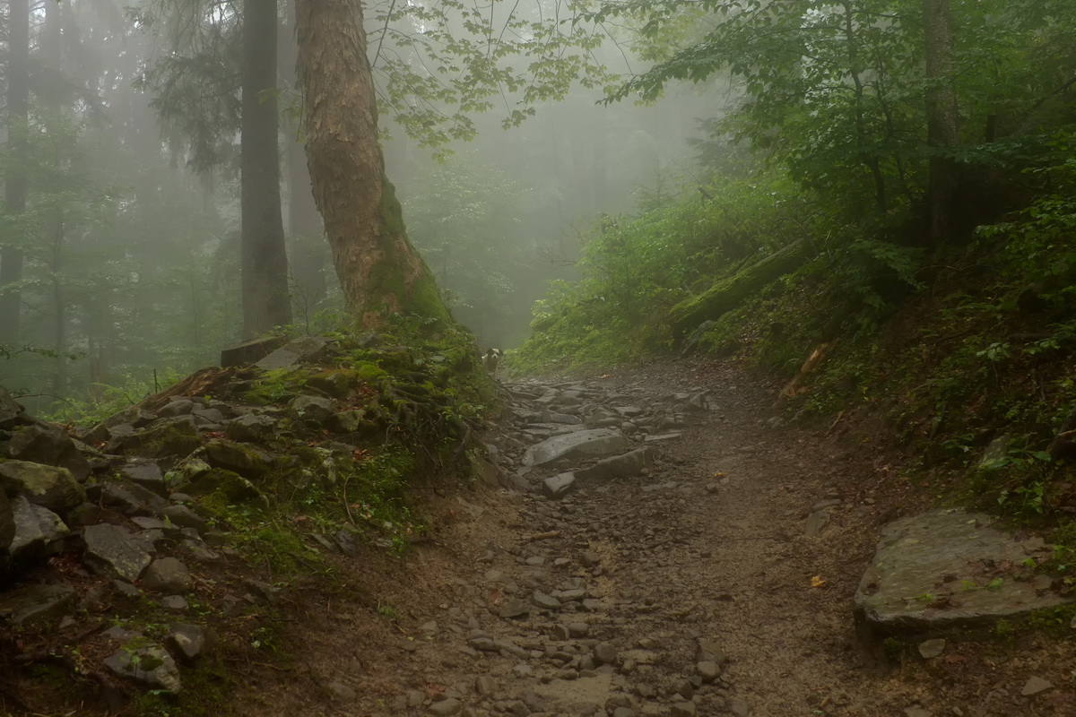 Bow-wow, oder wo sind Sie verärgert?