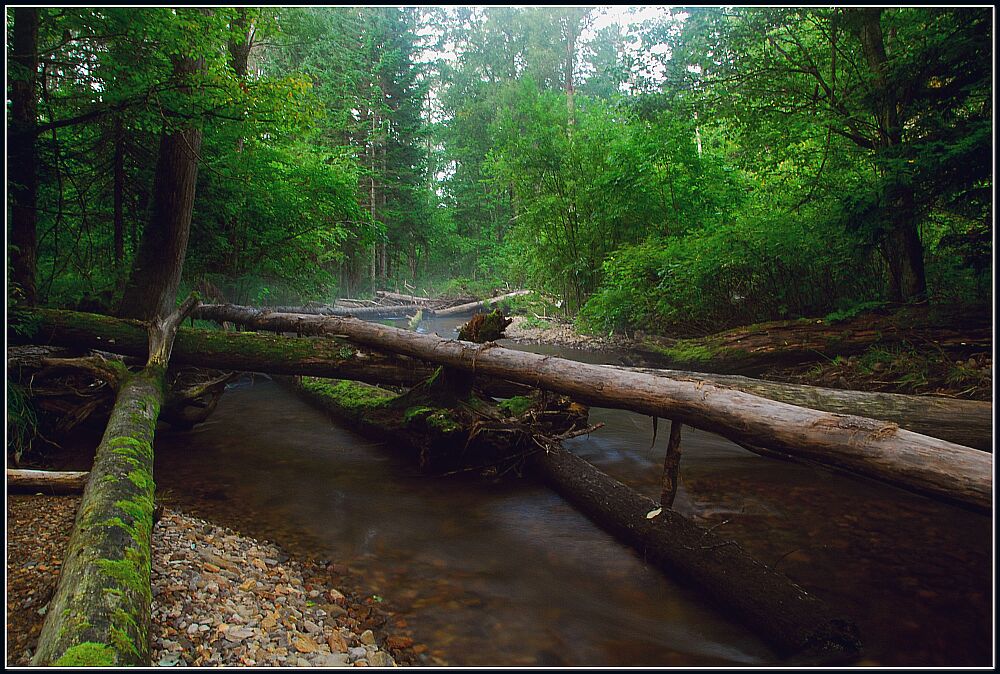 Die Geometrie der Taiga