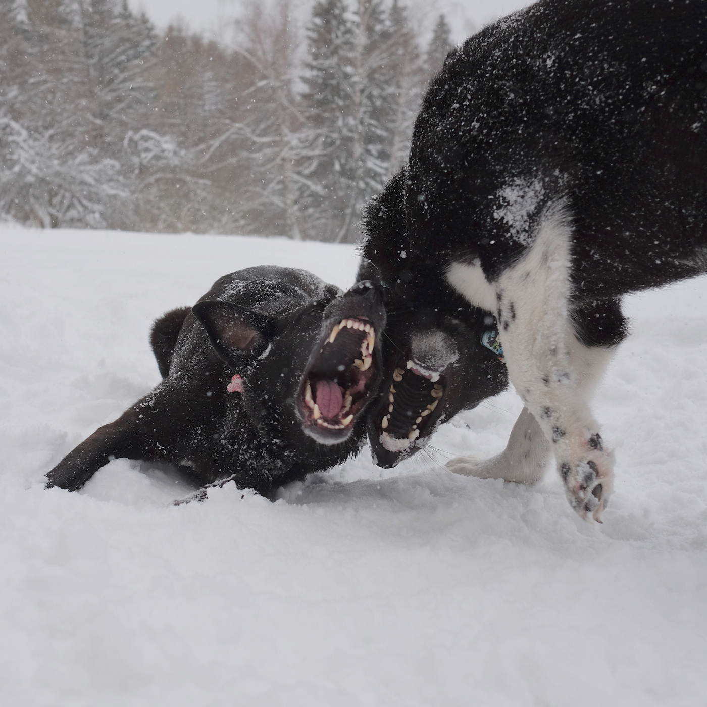 Fortsetzung Fest ...