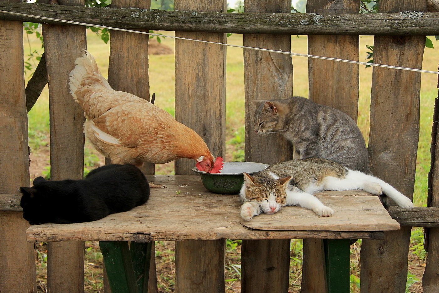 Helfen Sie sich selbst, bitte Tante Ryaba!