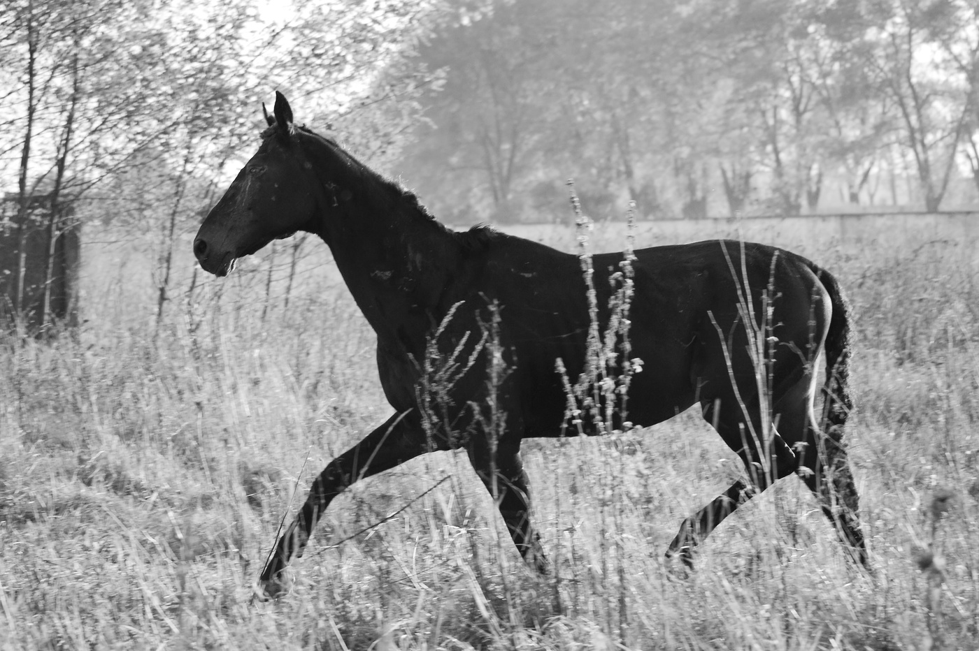 Pferd der Apokalypse