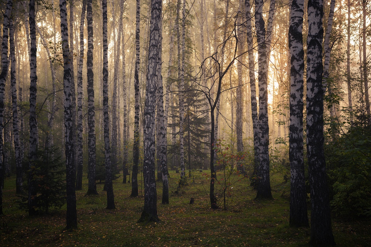 Finden Sie ein Vogelhäuschen? :)