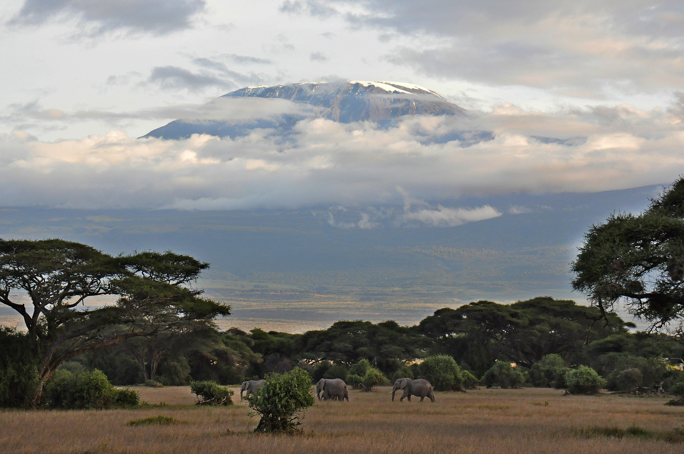 Mount Kilimanjaro "in den Sonnenuntergang!"