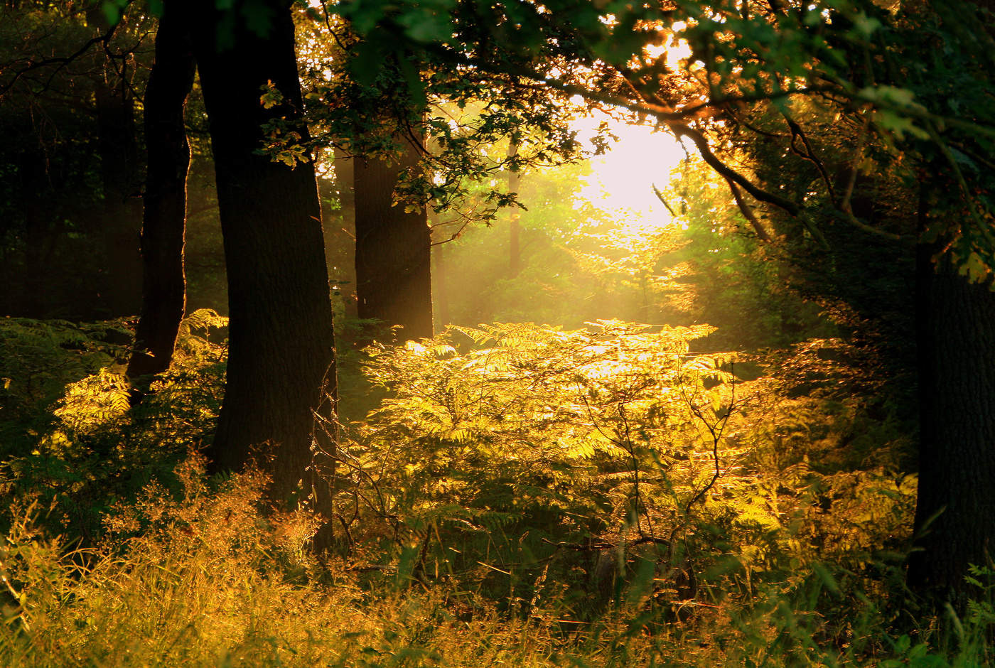 Gold in den Wäldern.
