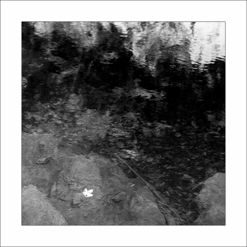 Schwarz-Weiß-Herbst