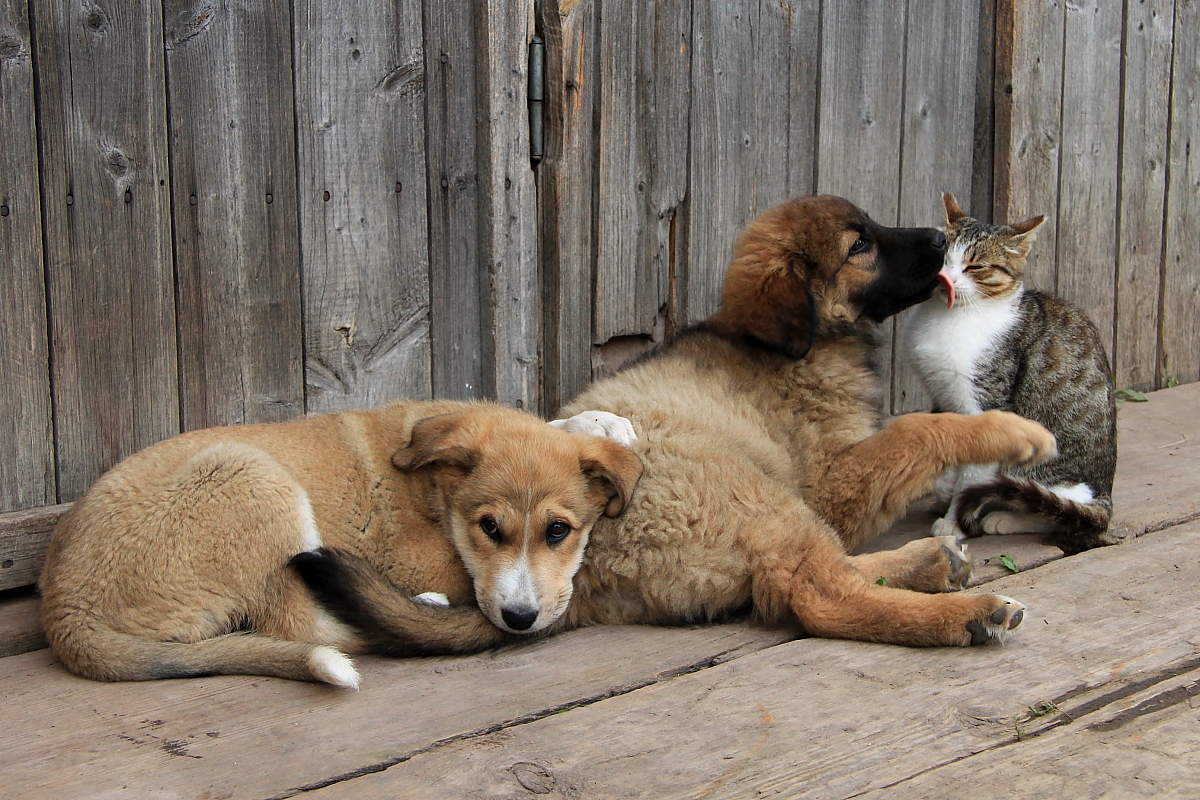 Mein, mein Schornsteinfeger ..