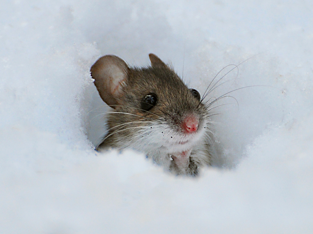 Von Ihrem Samen, Zahnschmerzen.
