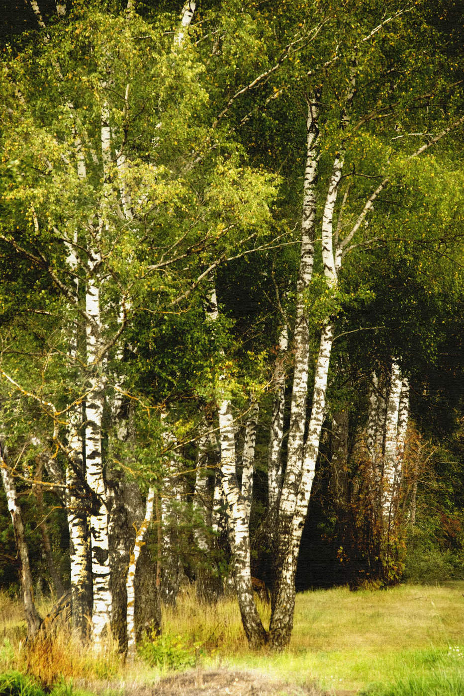 Russische Schönheit