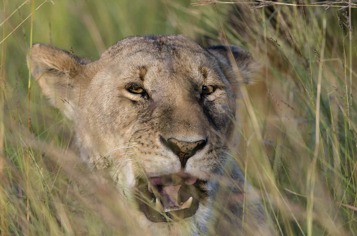 "AFRICAN-langweilig!"