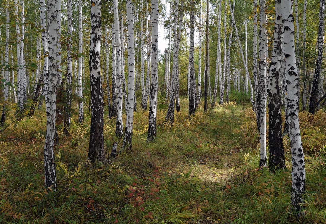 Short Sommer im Ural