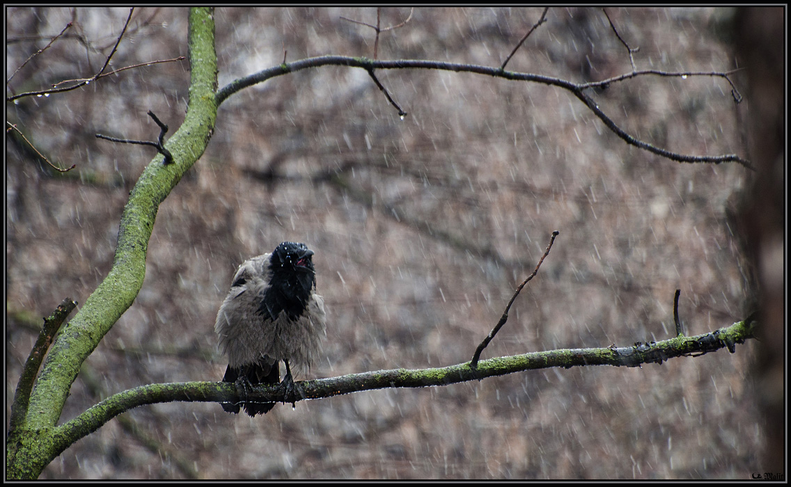 Lied für Schnee und regen.