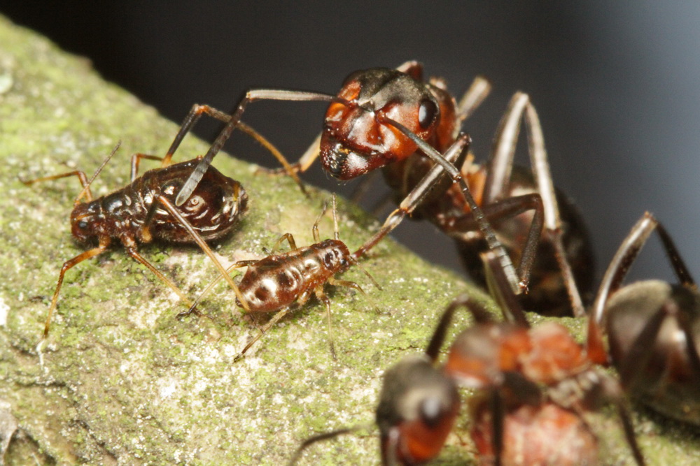 Shepherd und seine Kühe