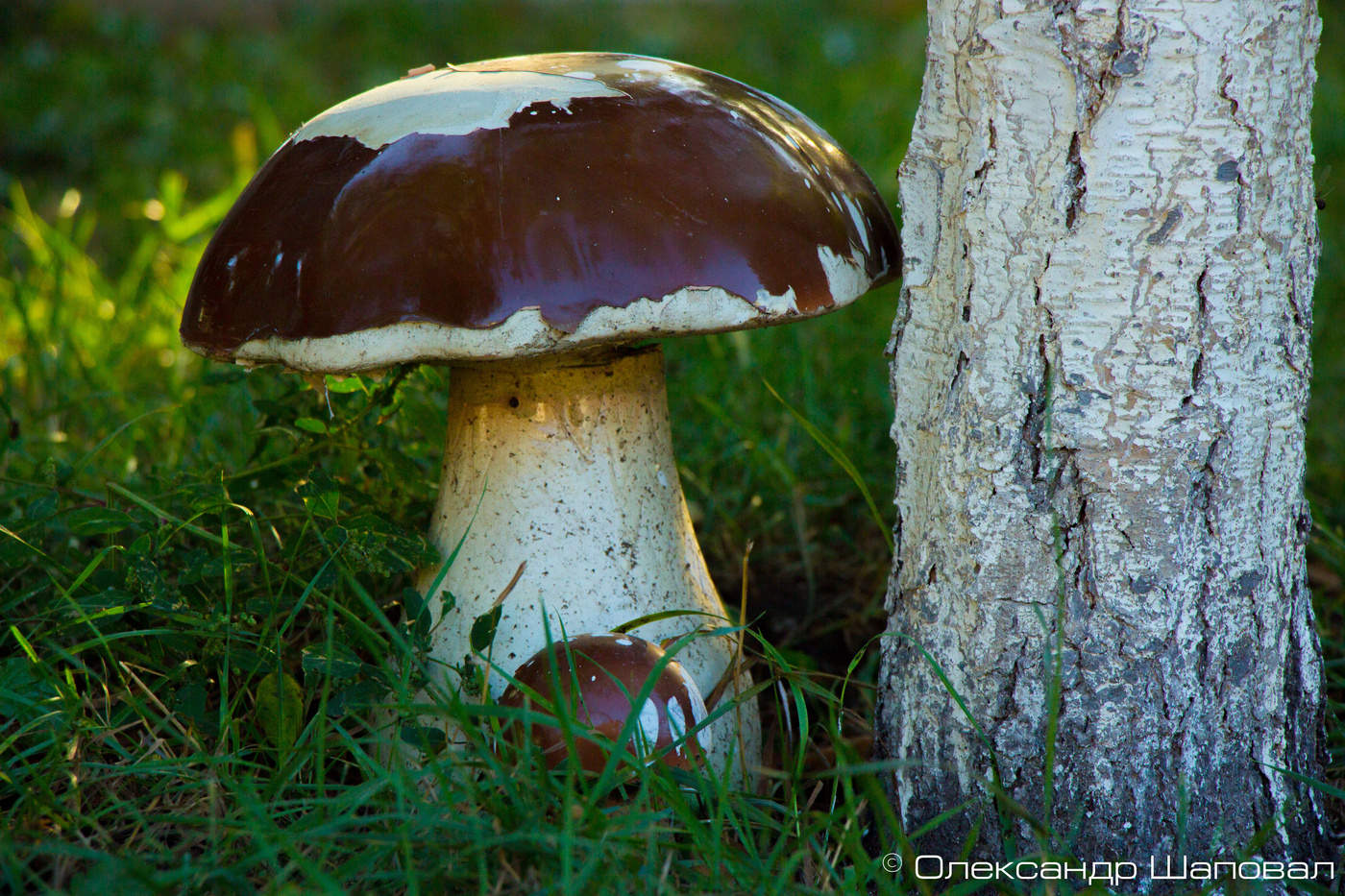 Boletus edulis