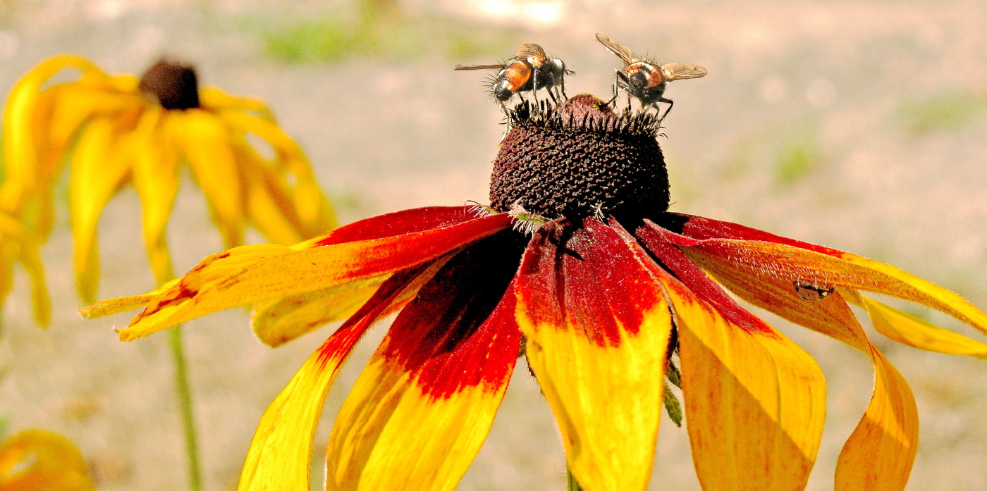 unermüdlicher Arbeiter