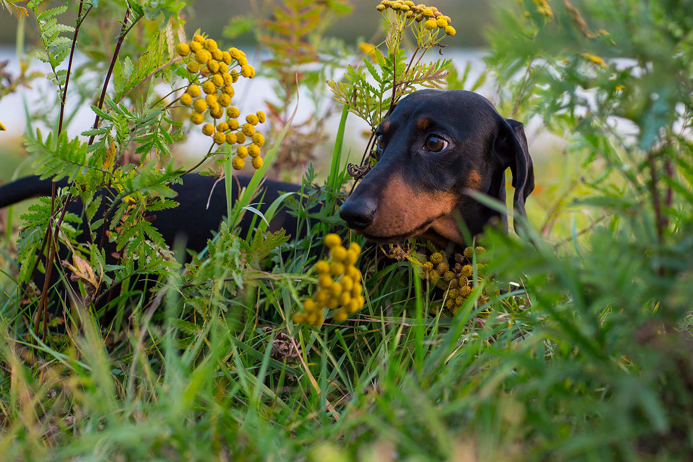 Romantisches Portrait
