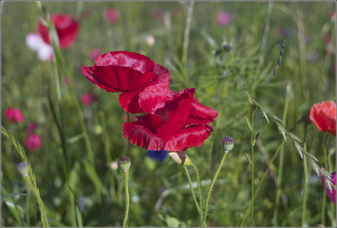Mohn