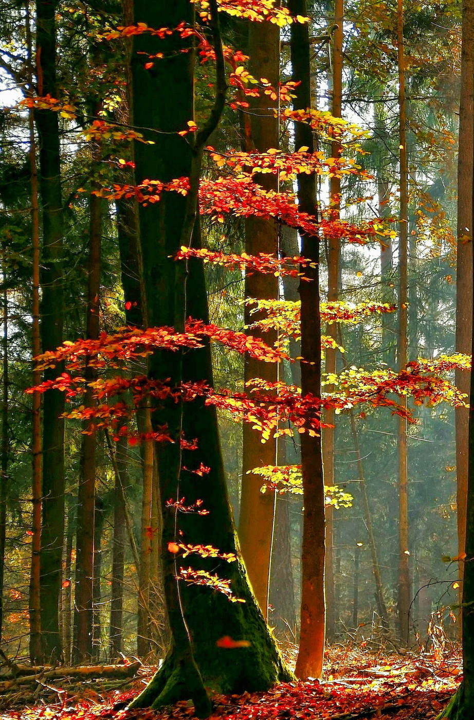 Herbstfarben