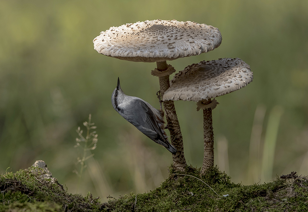 Auf der Suche nach einem geeigneten Dach