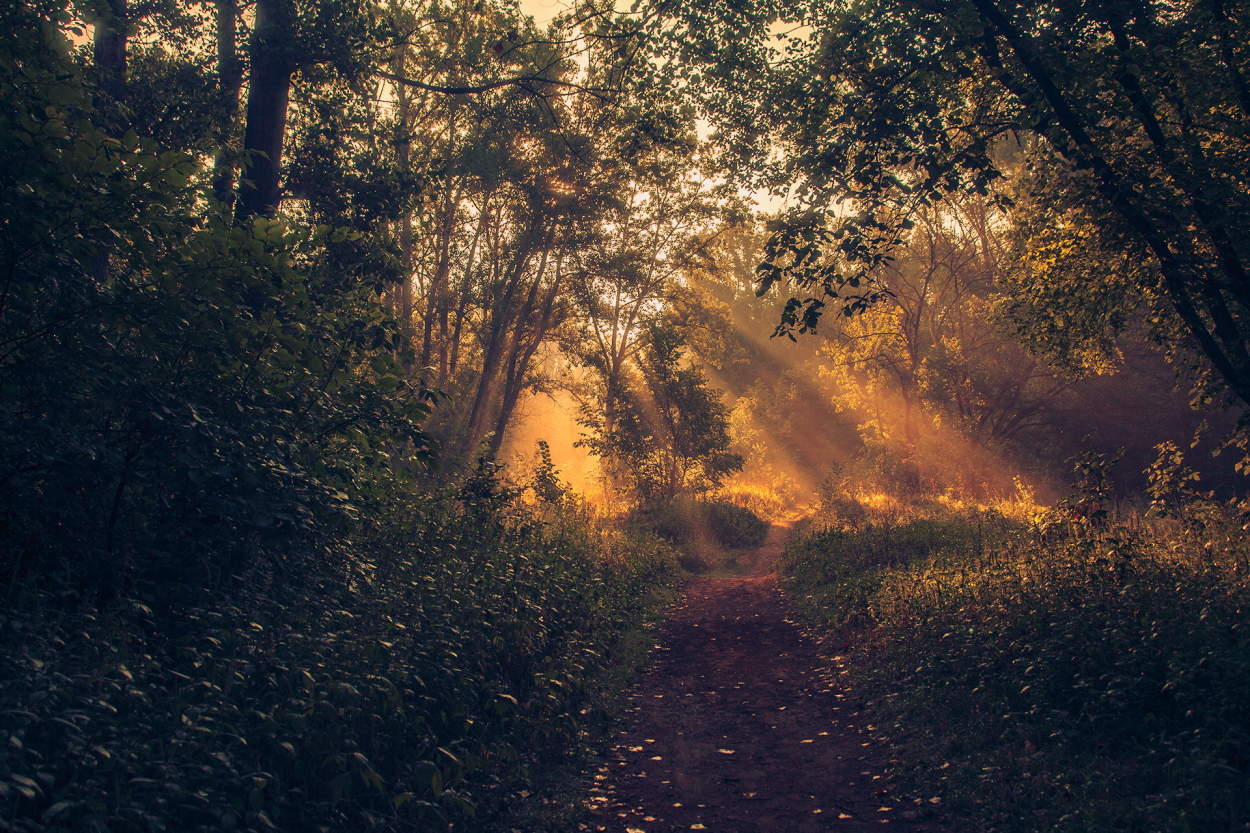 Am Morgen in den Wald!