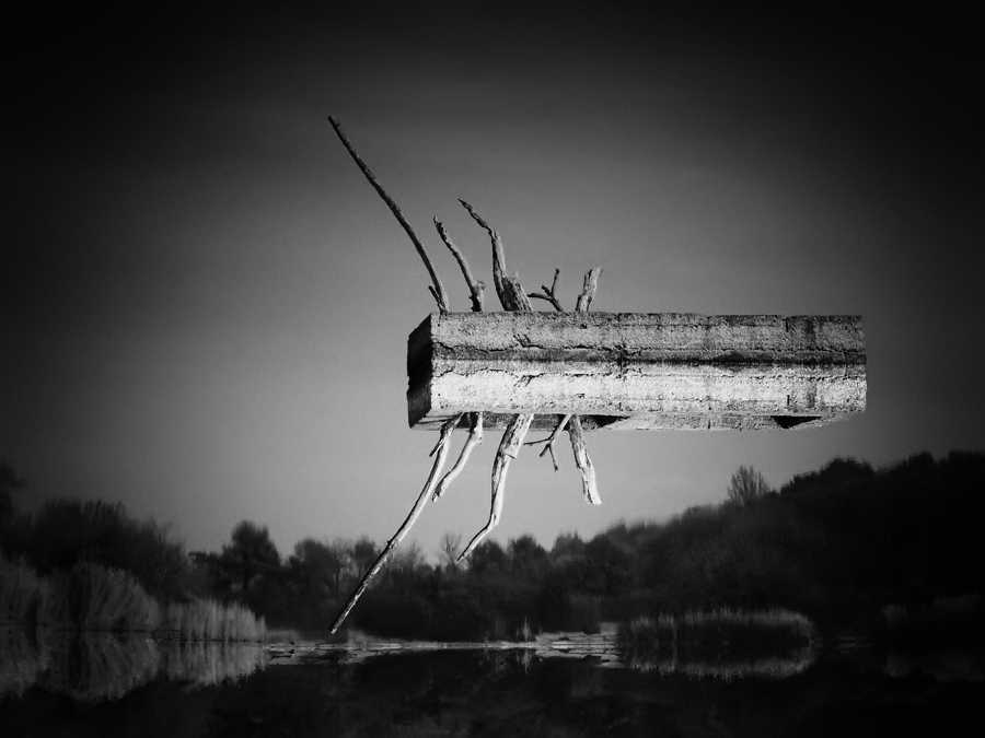 Fliegen Zugvögel ...