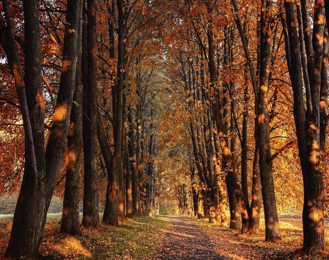 Sonnenstrahlen fallen :)