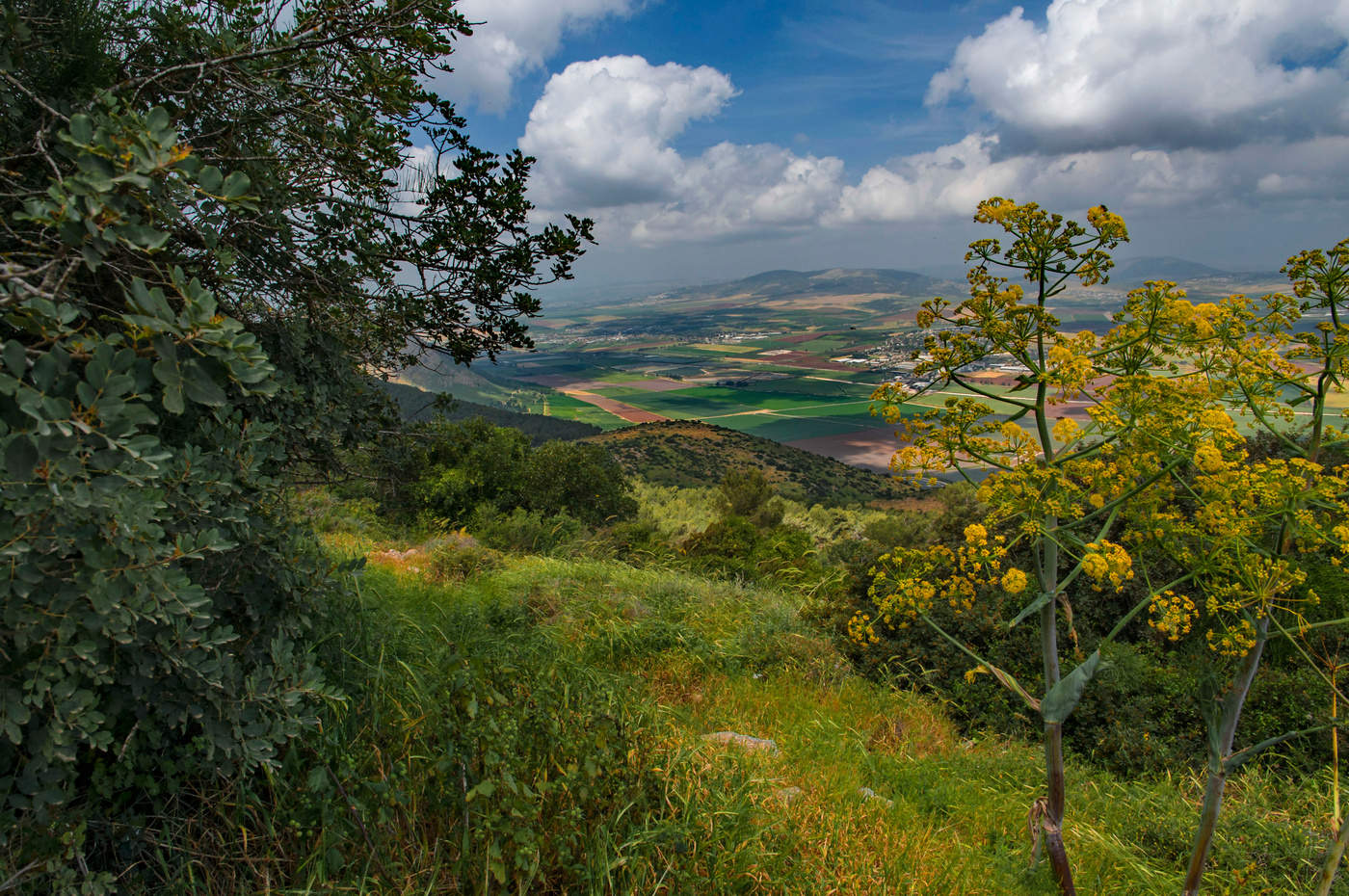 Frühling auf den Hängen des Mount Gilboa