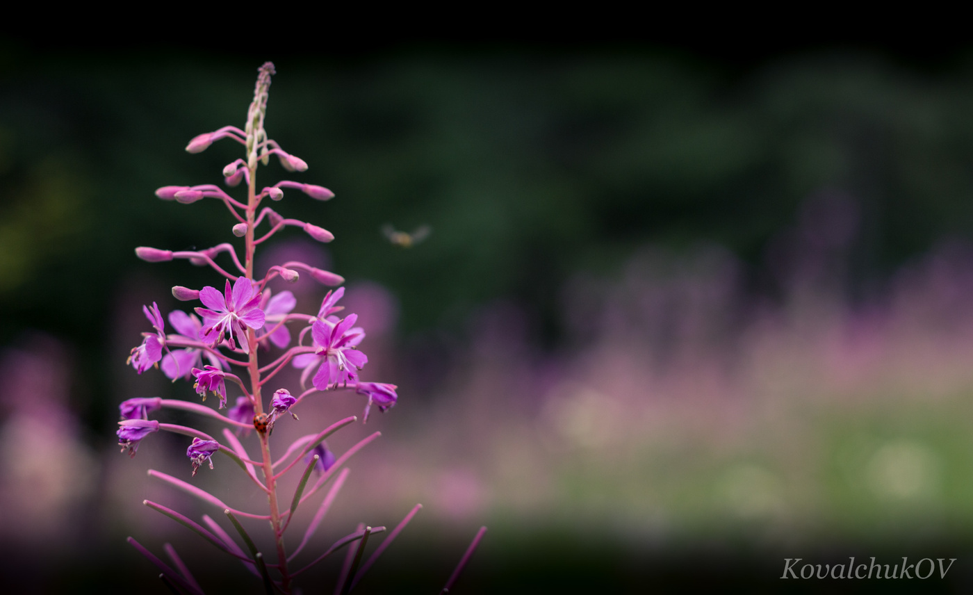 Vidlitayuchi in dalechin ...