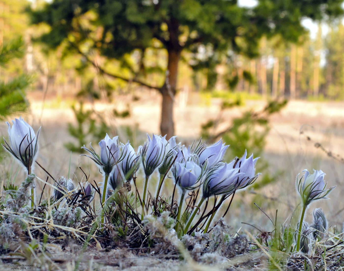 ganzen Frühling, Jungs!)