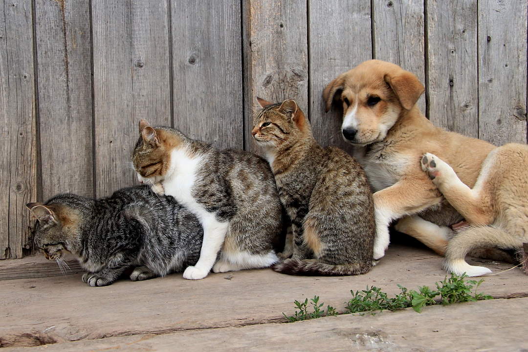 Wer ist der letzte der Wurst?