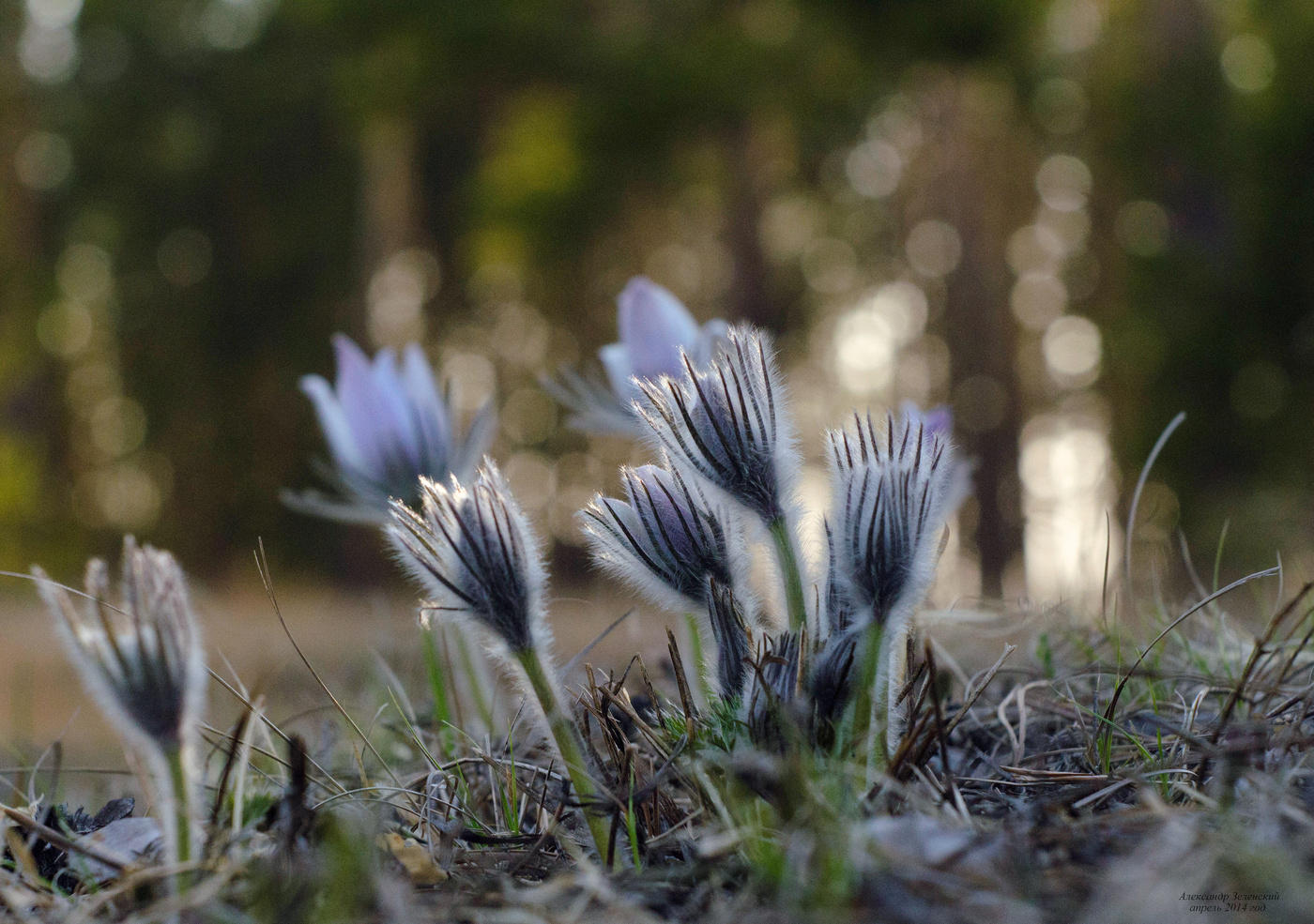 Löwenzahn und kann Fluffy)