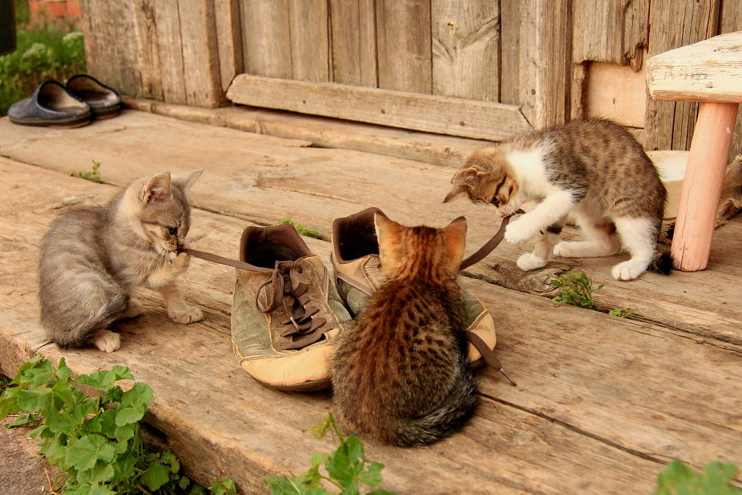 Meisterklasse: wie man Schnürsenkel zu binden